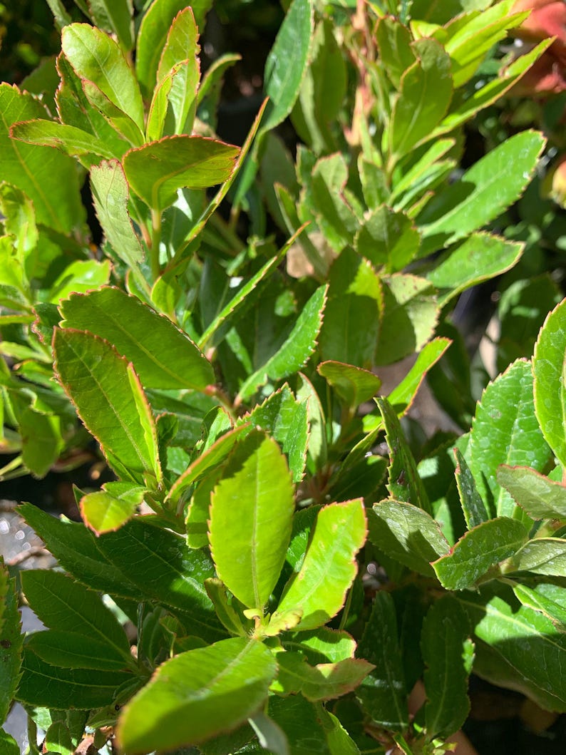 Arbutus unedo Live Plant – Strawberry Tree – Evergreen with White Flowers & Red Berries – 1 ft Tall