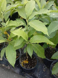 White Champaca Tree - 2-3 ft Grafted Michelia alba in 3-Gallon Pot, Fragrant White Flowers, Air-Layered Small Tree