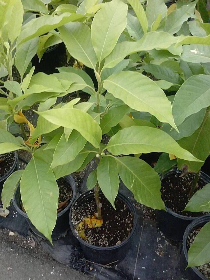 White Champaca Tree - 2-3 ft Grafted Michelia alba in 3-Gallon Pot, Fragrant White Flowers, Air-Layered Small Tree