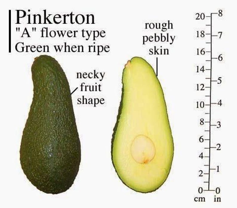 Pinkerton Avocado Tree - Grafted 3-4 ft Tall, Persea americana 'Pinkerton' for Home Garden & Patio