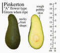 Pinkerton Avocado Tree - Grafted 2ft Plant in 6" Pot - Persea americana 'Pinkerton' for Garden or Container