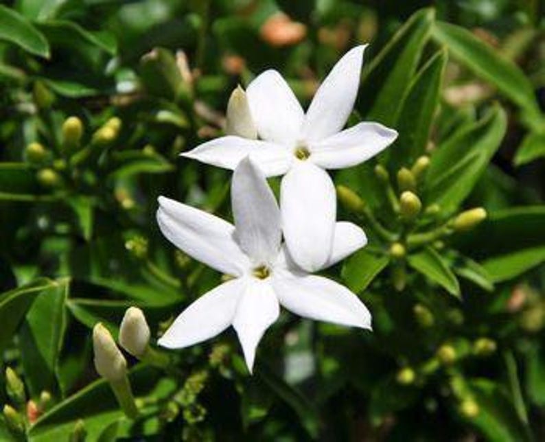 South African Jasmine Plant in 6-Inch Pot | Jasminum angulare | Fragrant Green Foliage