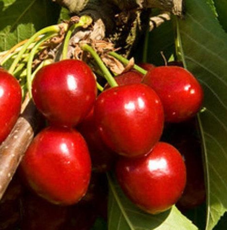 Compact Stella Cherry Tree in Pot – Dark Red Sweet Fruit – Prunus avium 'Compact Stella'