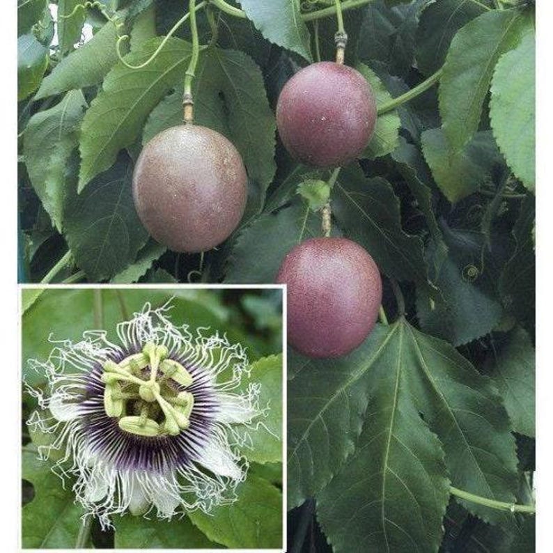 Purple Passion Fruit Plant in 6" Pot | Passiflora edulis with Frilly Flowers & Sweet Fruit | Self-Pollinating Climbing Vine