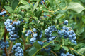 Misty Blueberry Plant in 6" Pot – Vaccinium ‘Misty’ for Home Garden & Containers, Edible Blueberries