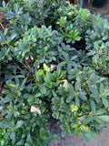 Tobira Green Live Plant in 6-Inch Pot – Pittosporum tobira – Indoor Outdoor Shrub with Vibrant Foliage