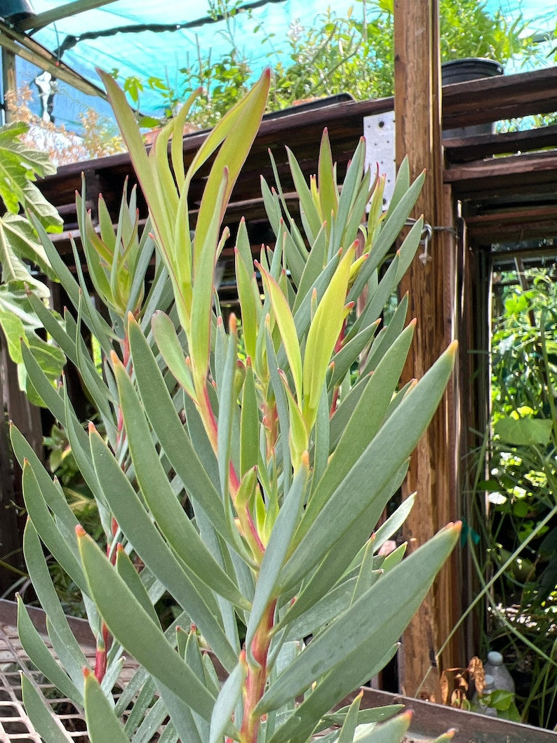 Leucadendron Salignum Golden Tulip Live Plant – 1ft in 6” Pot, Elegant Foliage, Drought Tolerant, Cut Flower & Garden Plant