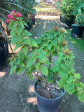 Bougainvillea Torch Plant - 2-3 Feet in 3-Gallon Pot - Vibrant Color - Bougainvillea glabra Garden, Patio, Landscape Plant
