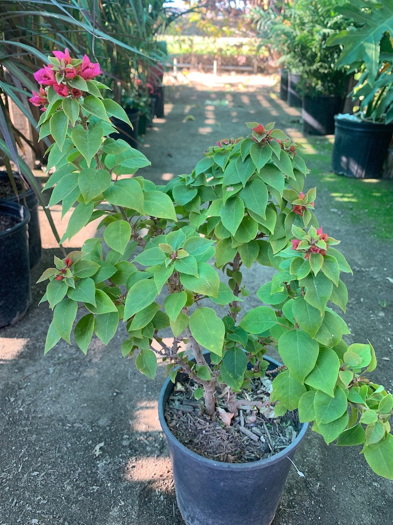 Bougainvillea Torch Plant - 2-3 Feet in 3-Gallon Pot - Vibrant Color - Bougainvillea glabra Garden, Patio, Landscape Plant