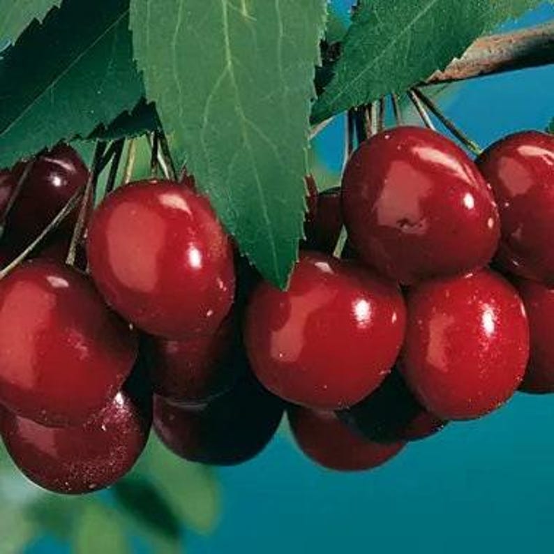 Black Tartarian Sweet Cherry Tree - 3-4 Feet Tall, 3-Gallon Pot, Prunus avium, Early-Bearing, Fruit Tree, Self-Pollinating