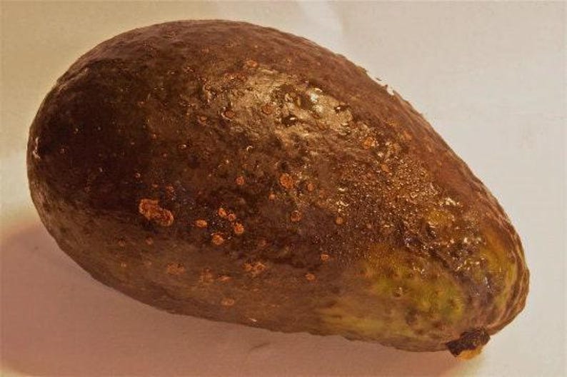 Grafted Avocado Tree - 2-3 Feet Tall - Sharwi Variety - 3-Gallon Pot - Perfect for Gardens & Patios