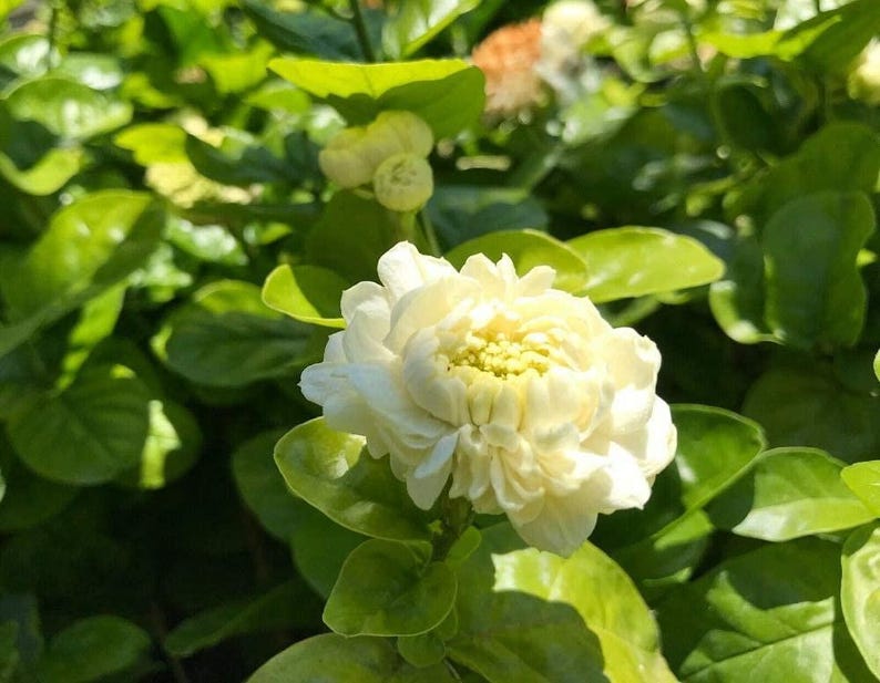 Grand Duke Jasmine Live Plant in 6" Pot - Jasminum sambac, Fragrant White Flowers, Indoor & Outdoor