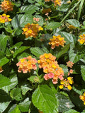 Lantana Camara Flowering Plant in 1-Gallon Pot - Colorful Perennial for Garden & Patio