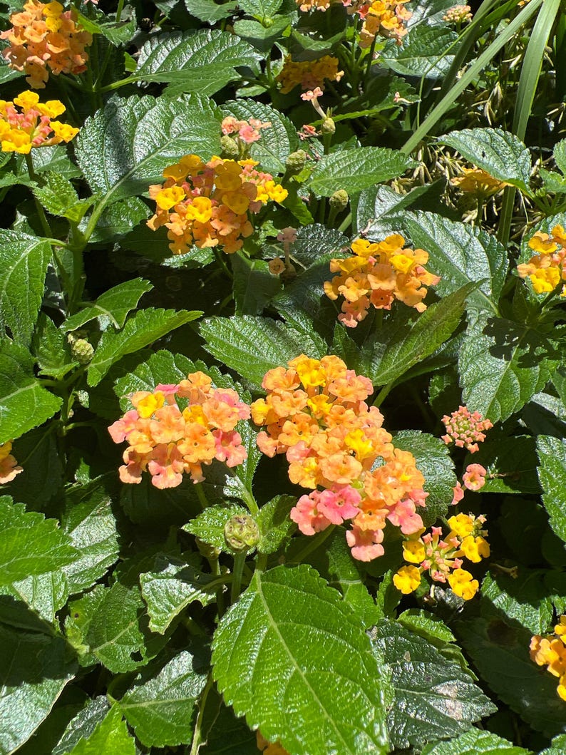 Lantana Camara Flowering Plant in 1-Gallon Pot - Colorful Perennial for Garden & Patio
