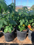 Abutilon 'Tiger Eye' Live Plant - 6" Pot, Tropical Flowering Abutilon hybridum, Indoor Outdoor Garden Plant