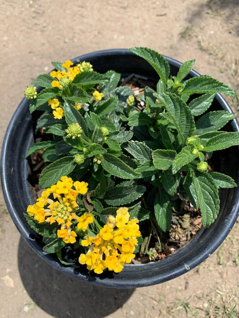 Lantana Lemon Zest Plant - 6" Live in 1 Gallon Pot - Lantana camara - Butterfly & Hummingbird Attracting, Fragrant, Drought Tolerant