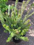 Woolly Bush Plant in 6" Pot - Silky Silver Foliage - Adenanthos sericeus - Drought Tolerant, Sun to Part Shade