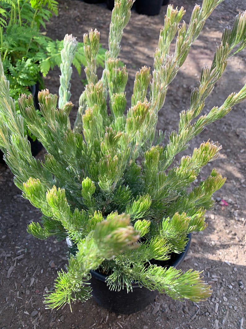 Woolly Bush Plant in 6" Pot - Silky Silver Foliage - Adenanthos sericeus - Drought Tolerant, Sun to Part Shade