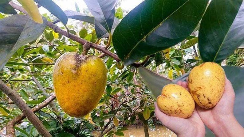 Pond Apple Plant - 1-2 ft Tropical Fruit Tree in 6" Pot - Annona glabra - Flood-Tolerant Wetland Species