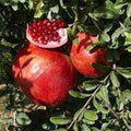 Desertnyi Pomegranate Plant in 6" Pot - Punica granatum with Light Orange Rind & Dark Red Arils, Drought Tolerant, Compact Shrub