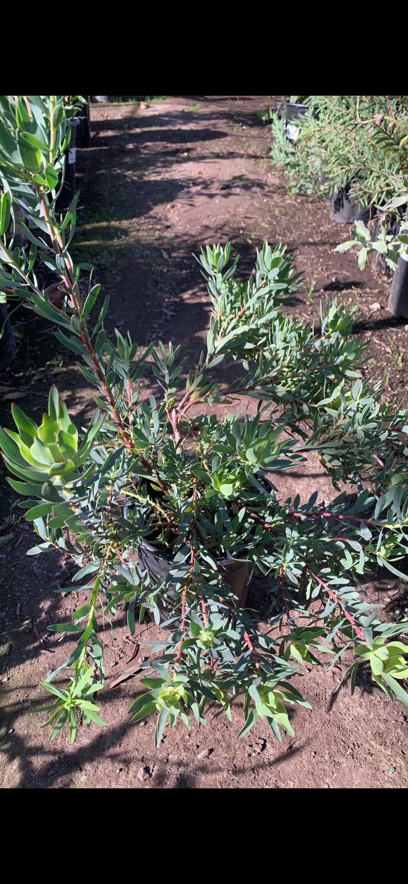 Leucadendron 'Blush' Plant in 1 Gallon Pot – Drought-Tolerant, Bright Red New Growth, Dense Foliage, Leucadendron salignum