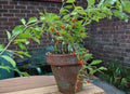 Goji Berry Plant in 6-Inch Pot | Lycium barbarum | Edible Fruit, Antioxidant-Rich Superfood, Small Shrub for Garden or Container
