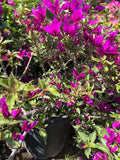 Purple Bougainvillea Bush in 3-Gallon Pot, Bougainvillea glabra, Drought-Tolerant, Climbing, Garden, Landscape Plant