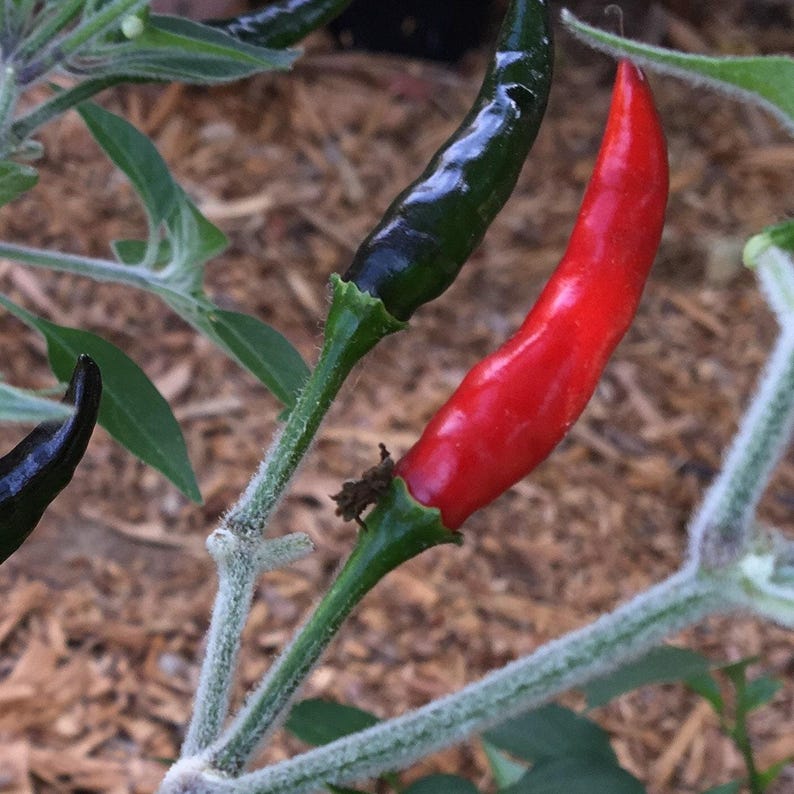 Black Cobra Pepper Live Plant in 3” Pot – Capsicum annuum, Ornamental Spicy Pepper for Garden or Indoor Decor