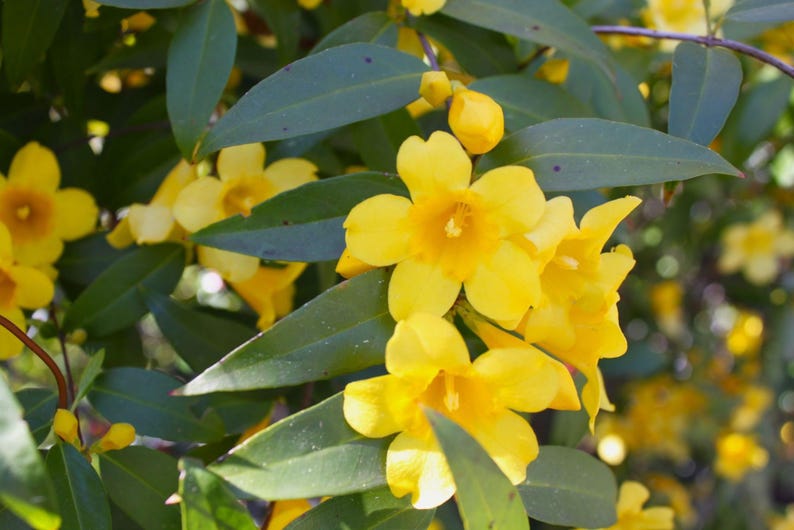 Carolina Jasmine Vine 1-2 ft in 1-Gallon Pot Gelsemium sempervirens Yellow Blooms Climbing Plant