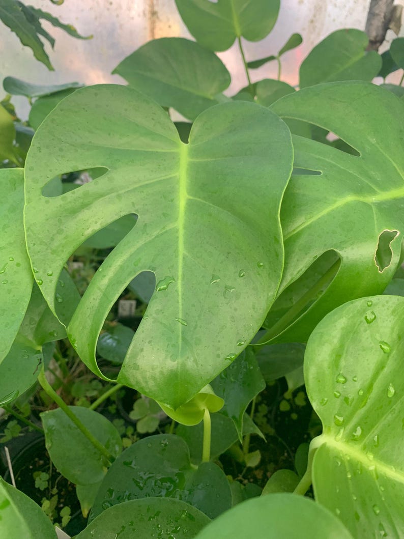 Monstera Deliciosa Live Plant in 4-Inch Pot - Tropical Indoor Houseplant with Unique Split Leaves