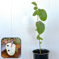 Cherimoya Seedling Plant - 2-3 Feet Tall - Annona cherimola - Atemoya Rootstock in 3-Gallon Pot