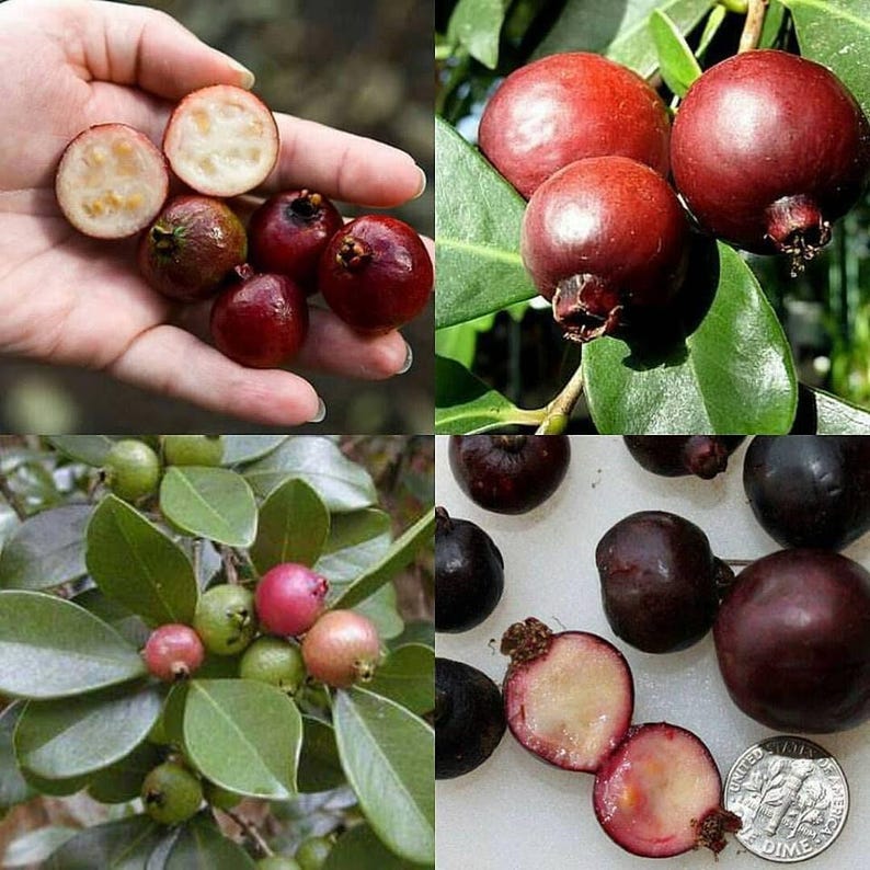 Guava Plant 1ft Tall in 6" Pot, Psidium guajava, Tropical Fruit Tree for Garden & Balcony