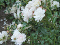 Rosa Seafoam Live Plant in 6” Pot - Low-Growing Deciduous Shrub for Groundcover - Rosa 'Seafoam'