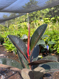 Live Abidjan Rubber Plant in 6-inch Pot, Ficus elastica 'Abidjan', Indoor Houseplant, Compact Greenery, Easy Care