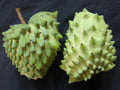 Atemoya Plant in 6" Pot – Tropical Fruit Tree – Annona atemoya Hybrid – Edible Exotic Fruit Plant