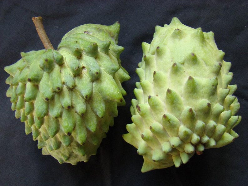 Atemoya Plant in 6" Pot – Tropical Fruit Tree – Annona atemoya Hybrid – Edible Exotic Fruit Plant