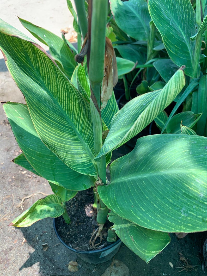Tiger Canna Lily Plant - 6" Pot, Orange Flowers, Striped Leaves, Canna indica, Tropical Garden Plant