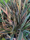 Phormium Rainbow Queen 1ft Tall Plant in 6" Pot | New Zealand Flax, Ornamental Foliage, Drought Tolerant