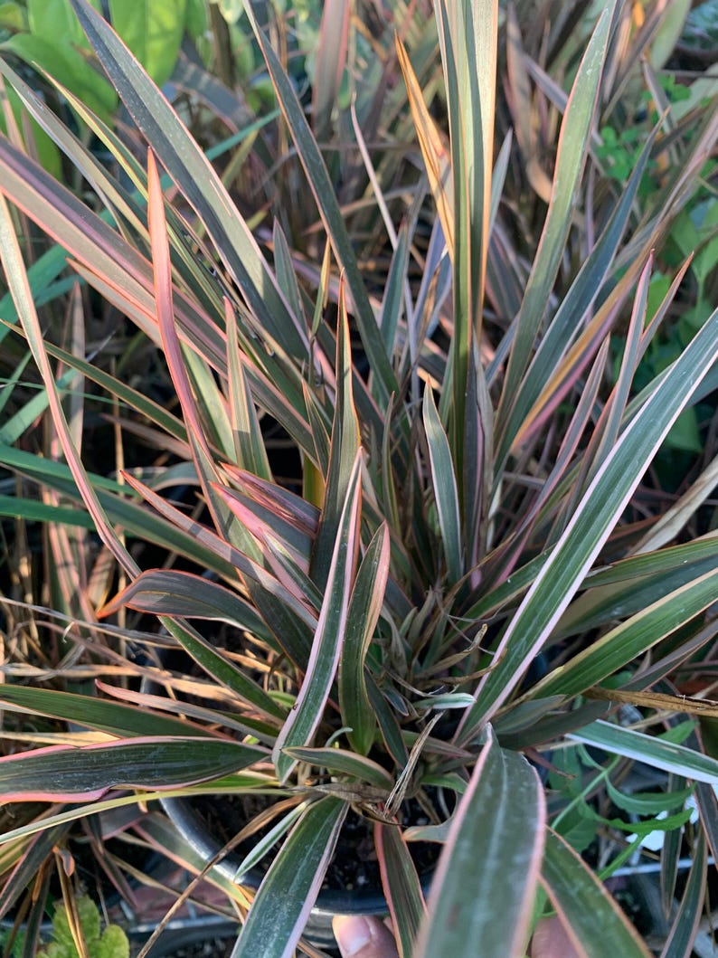 Phormium Rainbow Queen 1ft Tall Plant in 6" Pot | New Zealand Flax, Ornamental Foliage, Drought Tolerant