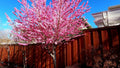 Early Pink Flowering Peach Tree - 2-3 Feet in Pot - Bright Pink Blossoms - Prunus persica var. nucipersica - Live Plant