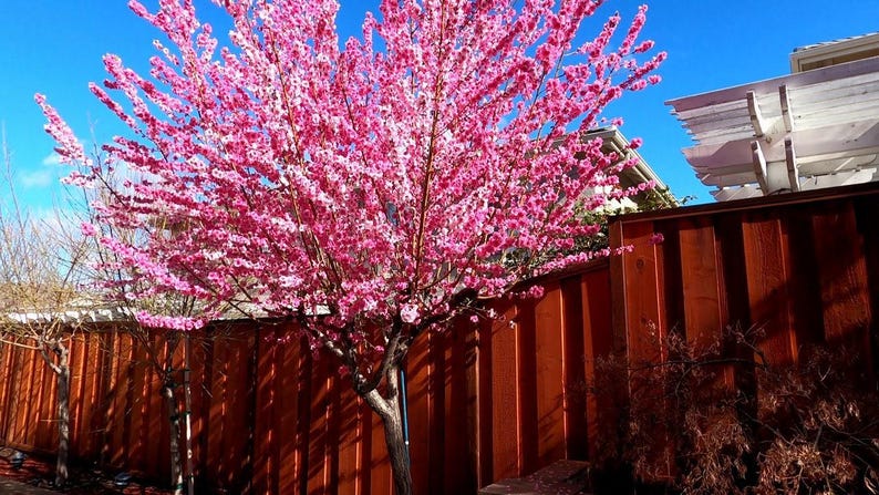 Early Pink Flowering Peach Tree - 2-3 Feet in Pot - Bright Pink Blossoms - Prunus persica var. nucipersica - Live Plant