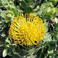 Leucospermum cordifolium ‘High Gold’ Live Plant – Drought Tolerant Yellow Dome Flowers – 1 Foot Tall in 1-Gallon Pot