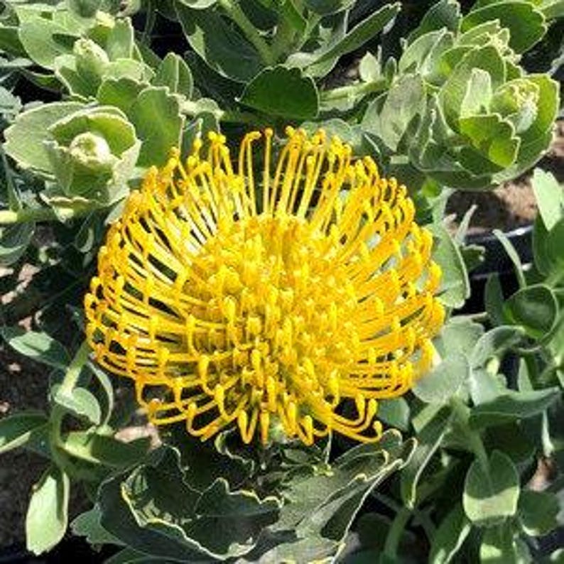 Leucospermum cordifolium ‘High Gold’ Live Plant – Drought Tolerant Yellow Dome Flowers – 1 Foot Tall in 1-Gallon Pot