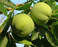 White Sapote Seedling 2-3 Feet - Lemon Gold Variety - Casimiroa edulis - Tropical Fruit Tree in 6" Pot