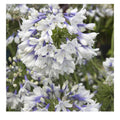 Agapanthus Plant 6" Pot Indigo Frost Bicolor Blooms, Deciduous Perennial, Attracts Bees & Butterflies, Agapanthus spp.
