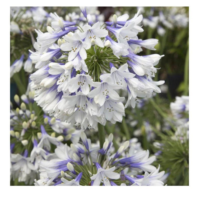 Agapanthus Plant 6" Pot Indigo Frost Bicolor Blooms, Deciduous Perennial, Attracts Bees & Butterflies, Agapanthus spp.