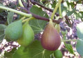 Flanders Fig Live Plant 2ft in 6-inch Pot, Ficus carica, Violet Striped Fruits, Amber Flesh, Warm Climate Garden Tree