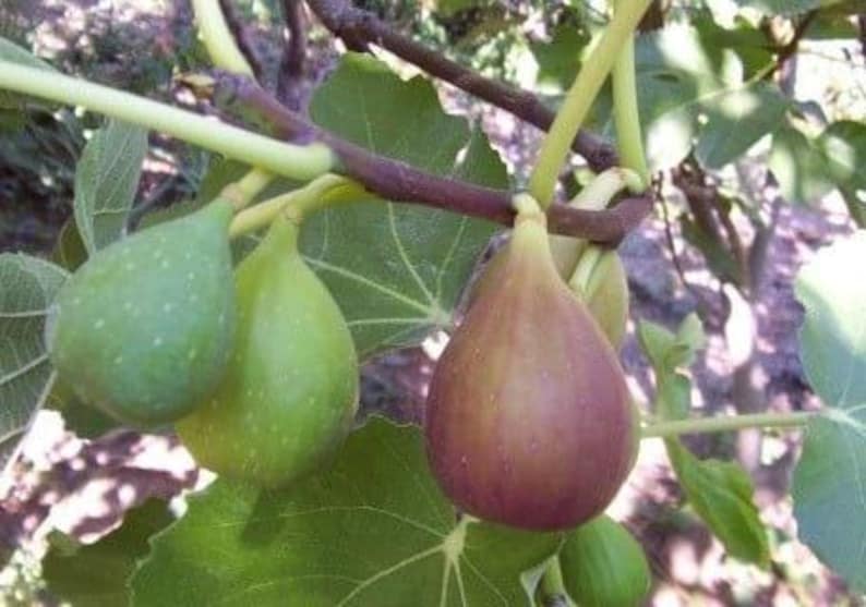 Flanders Fig Live Plant in 6” Pot – Ficus carica with Violet Striped Fruits, Amber Flesh – Hardy Zones 7-10