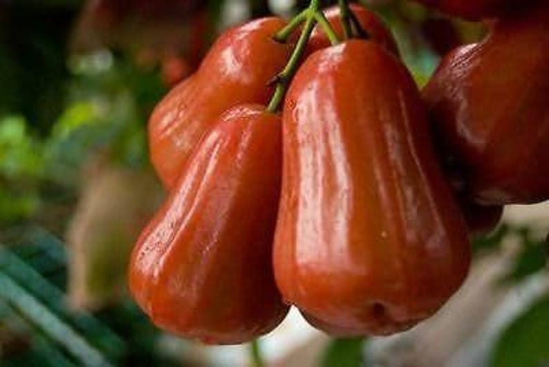 Red Rocket Wax Apple Plant 6" Pot - Syzygium samarangense Tropical Fruit Tree, 1-2 Feet Tall