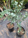Eucalyptus Cinerea 3-Gallon Pot - Silver Dollar Tree, Drought Tolerant Foliage, Fast Growing, 2-3 Feet Tall
